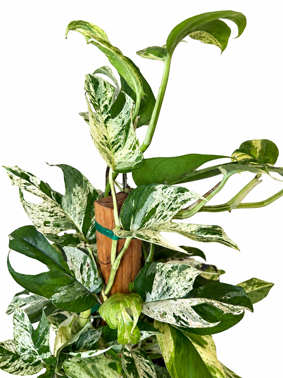 6” Epipremnum Pinnatum Marble Flame (on Totem)