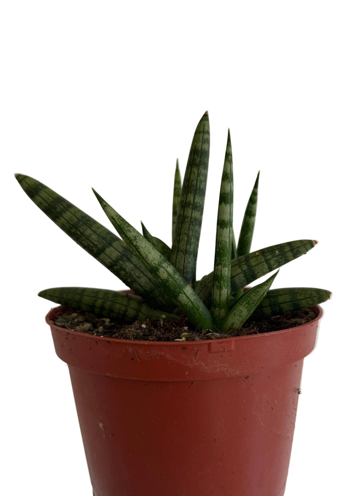 6" Sansevieria Boncel Starfish