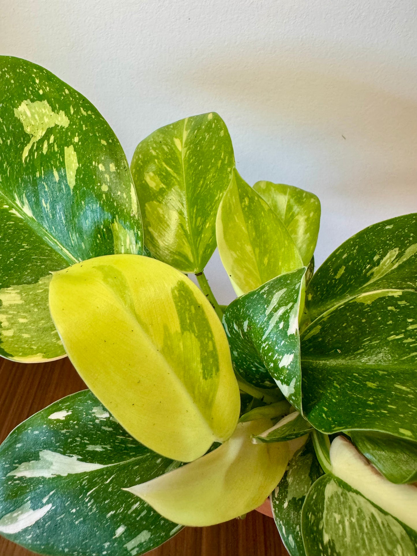 4” Philodendron Congo Nuclear Variegated