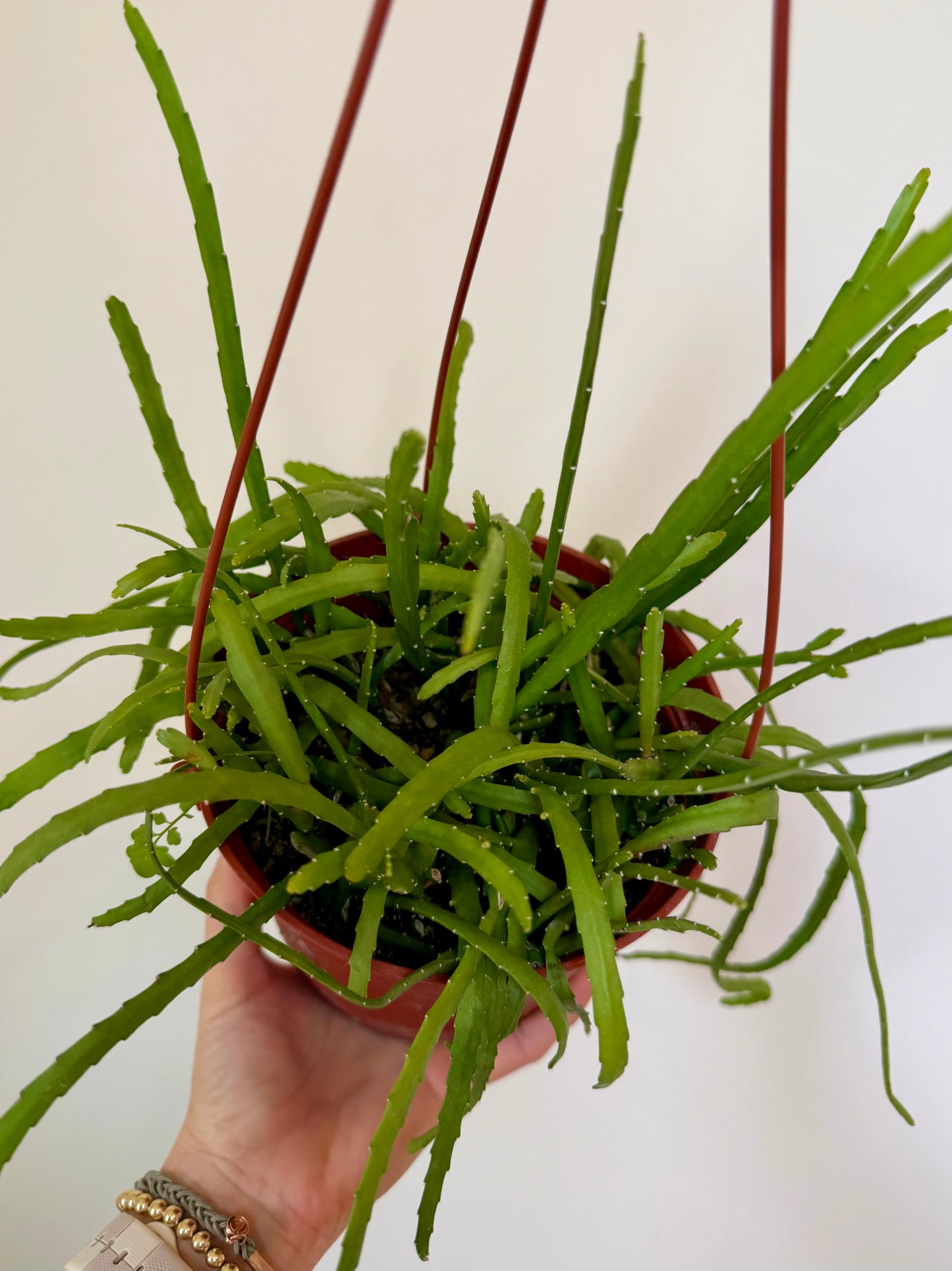 6” Rhipsalis Boliviana