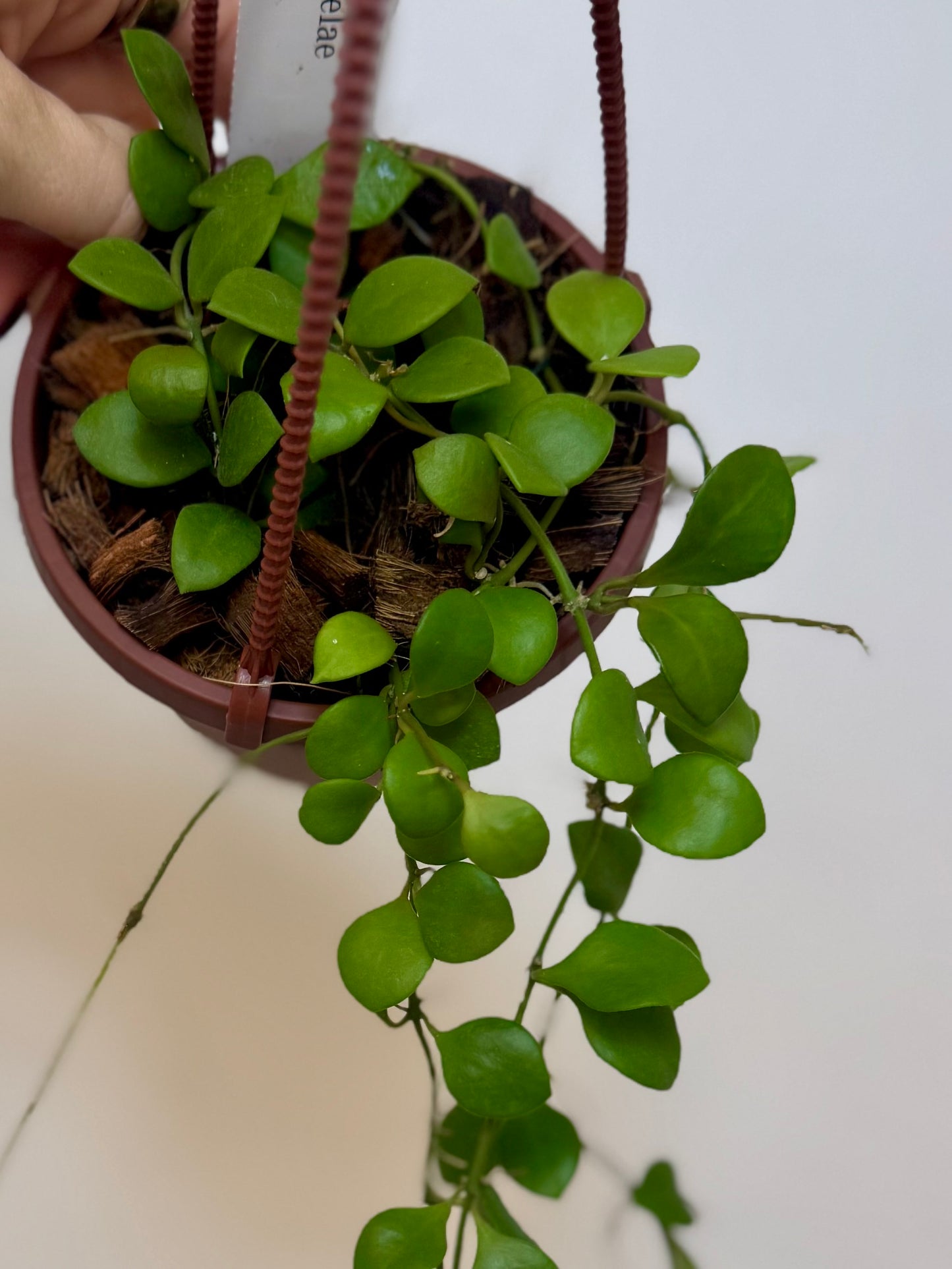 4” Hoya Carmelae