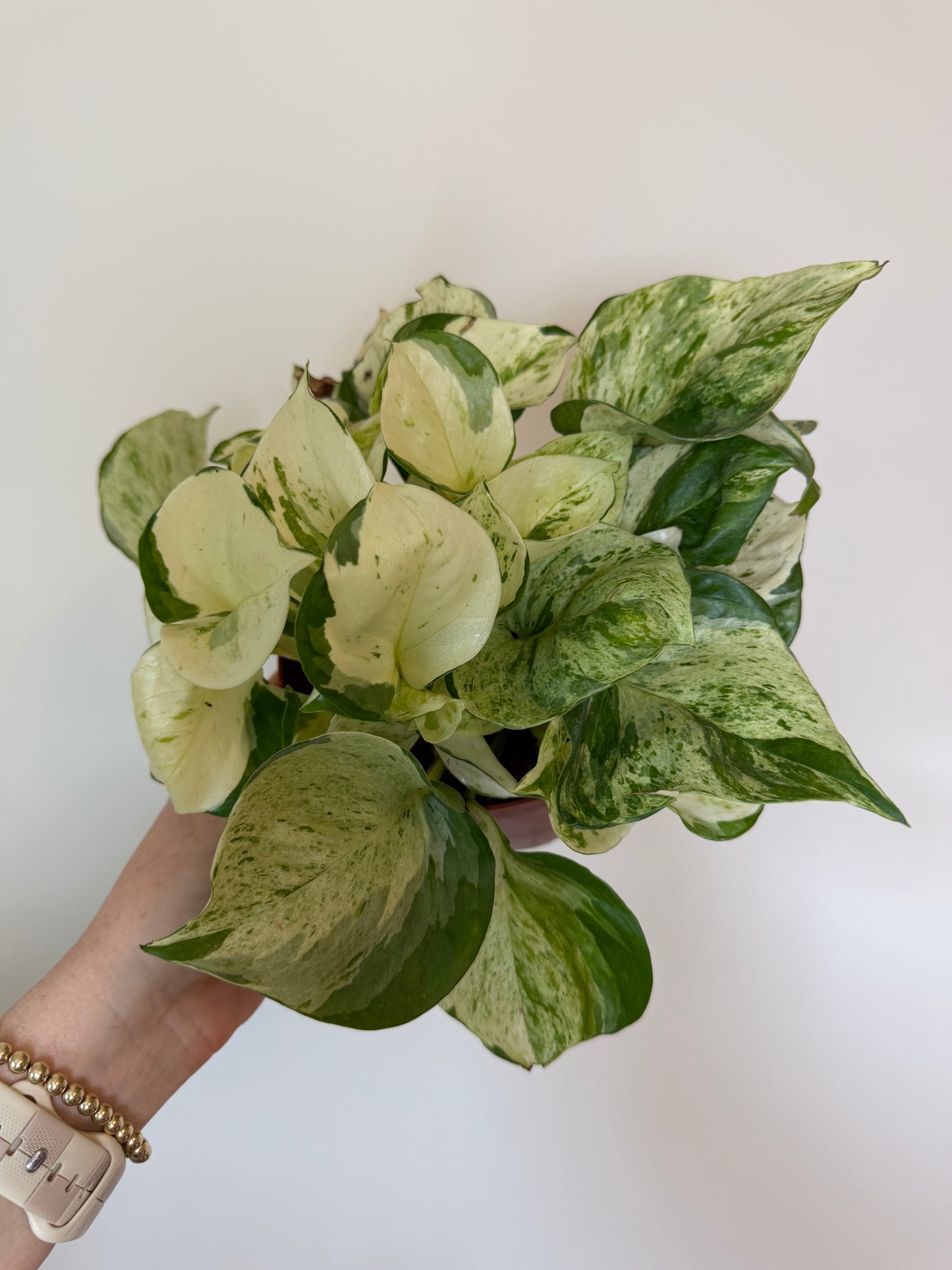 6” Manjula Pothos