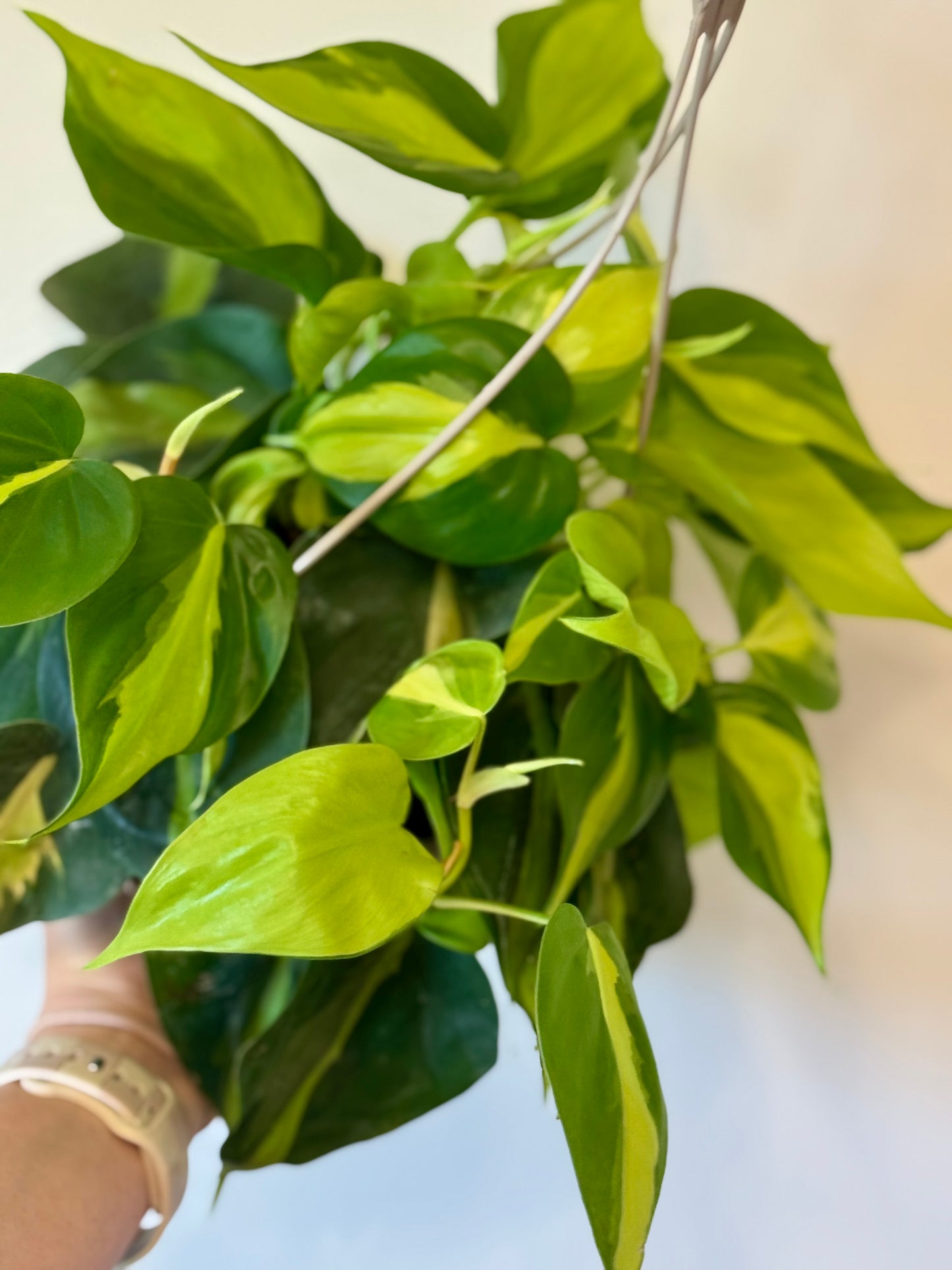 6” Philodendron Brazil