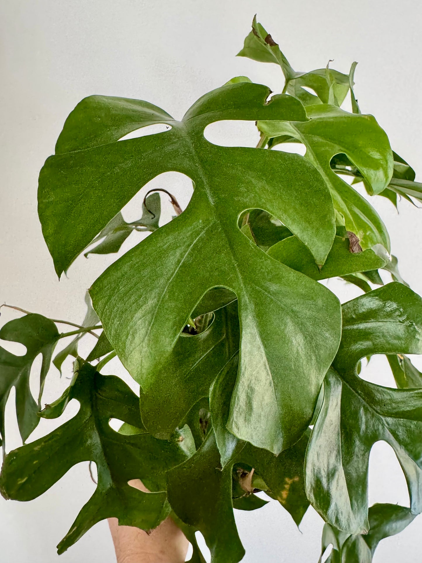 6" Rhaphidophora Tetrasperma 'Mini Monstera'