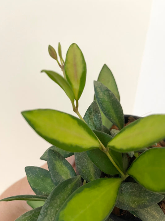 4” Hoya Burtoniae Variegated
