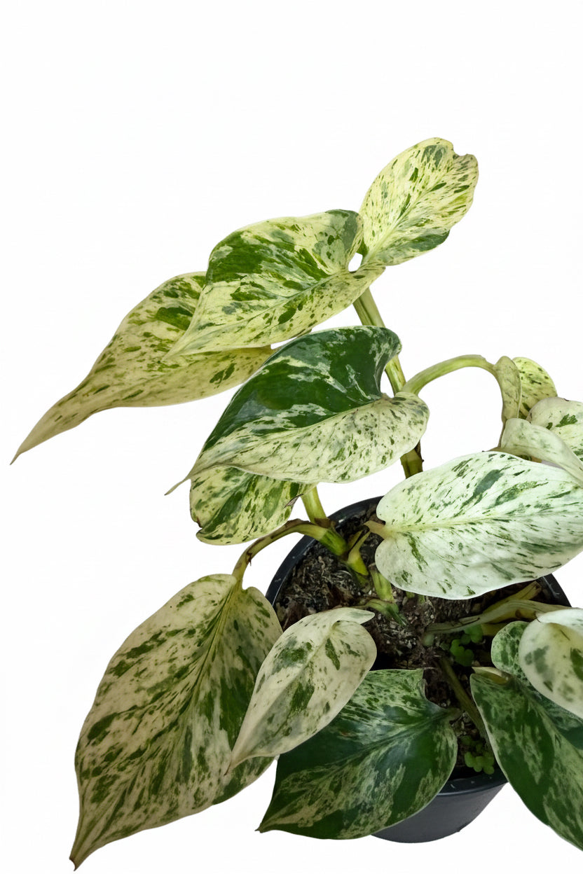 4.5" Marble Prince Pothos