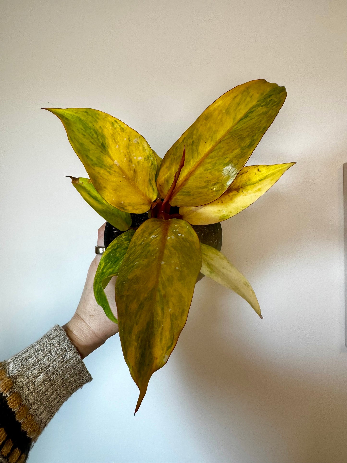 4.5" Philodendron Orange Marmalade