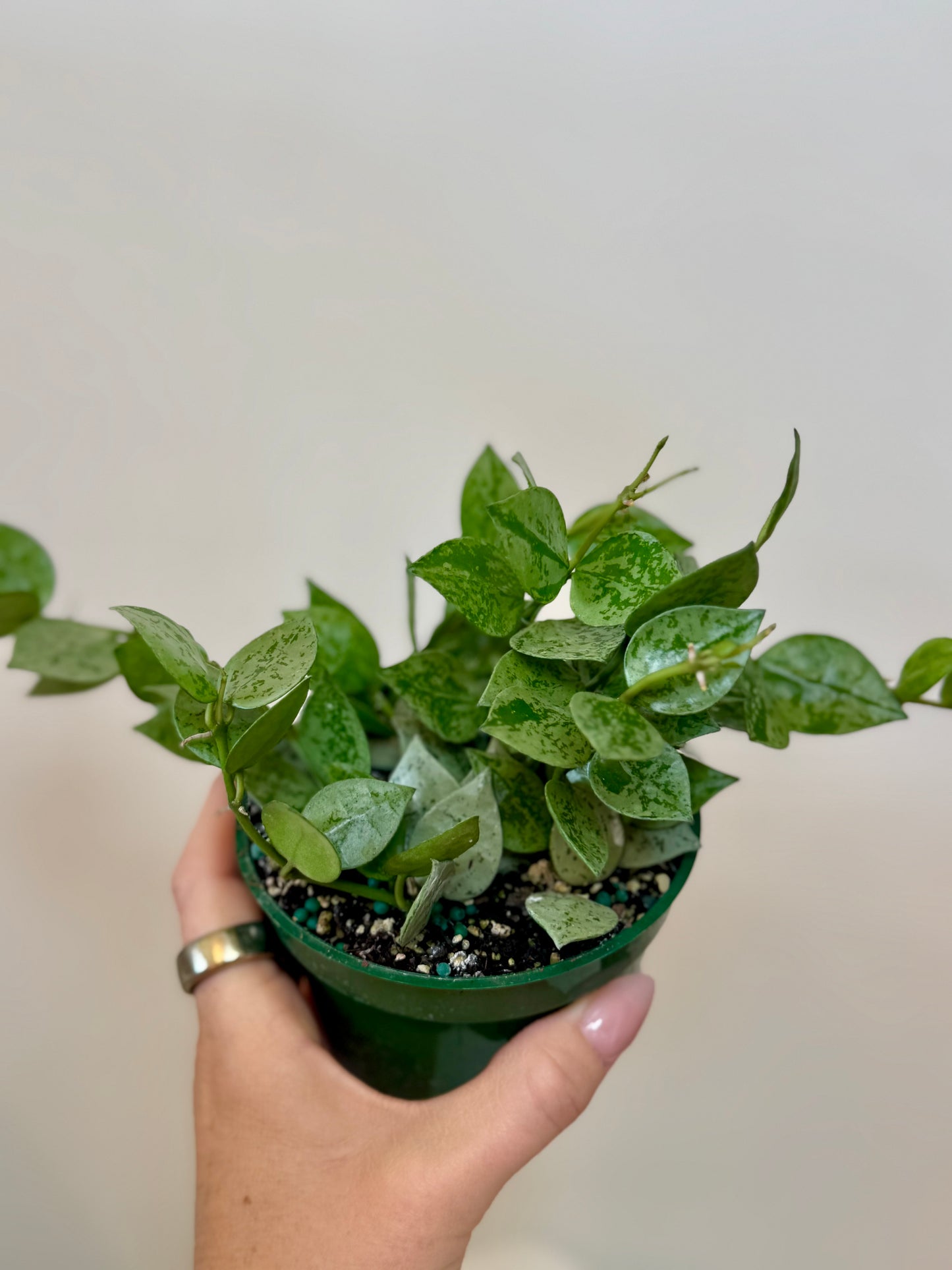 4" Hoya Krohniana Silver