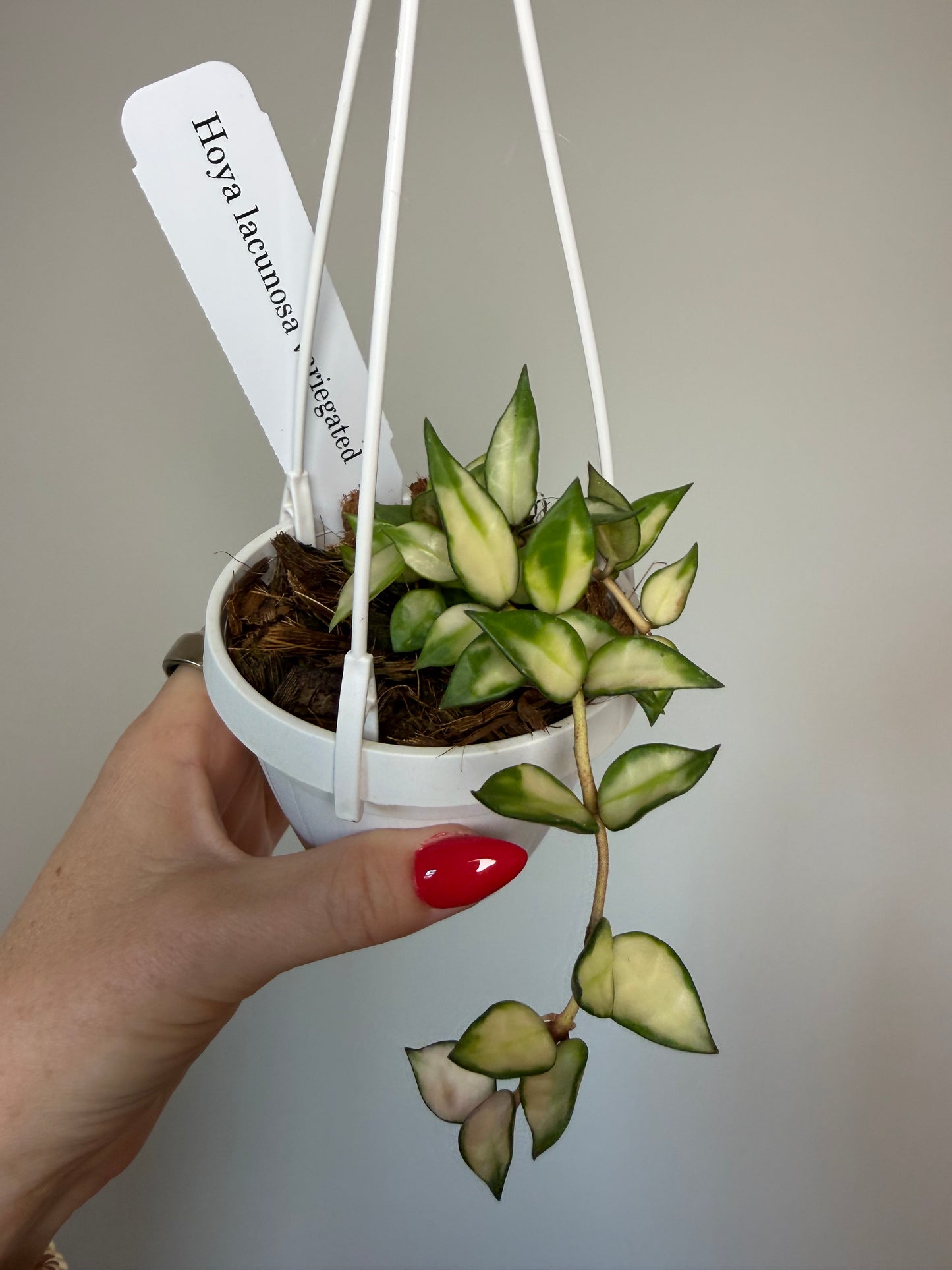 3” Hoya Lacunosa Variegated