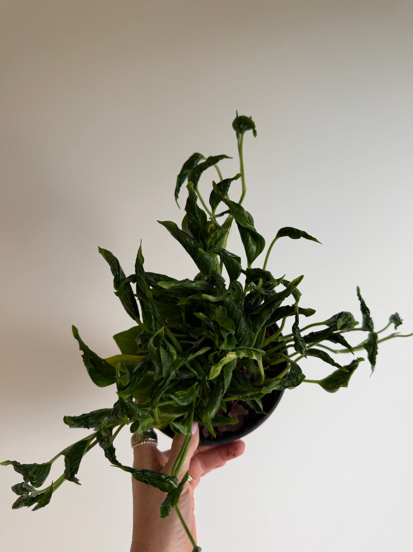 6” Pothos Shangri La