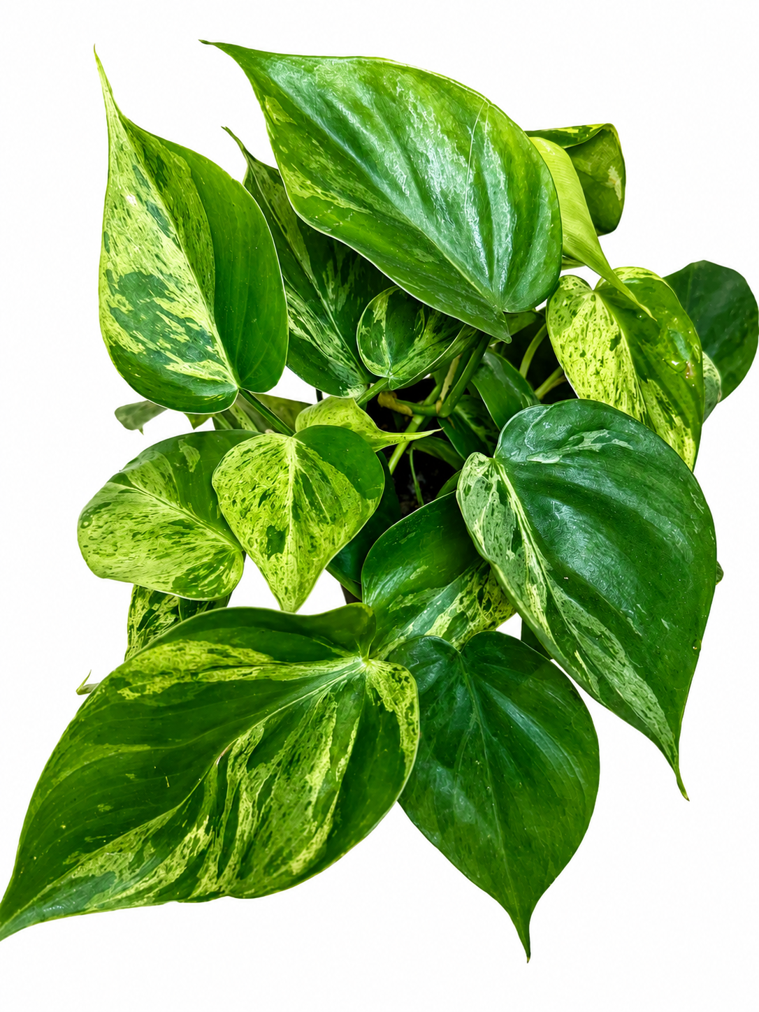 4” Heartleaf Philodendron Variegated