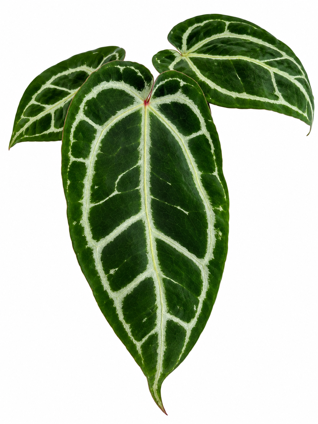 5" Anthurium Red Crystallinum