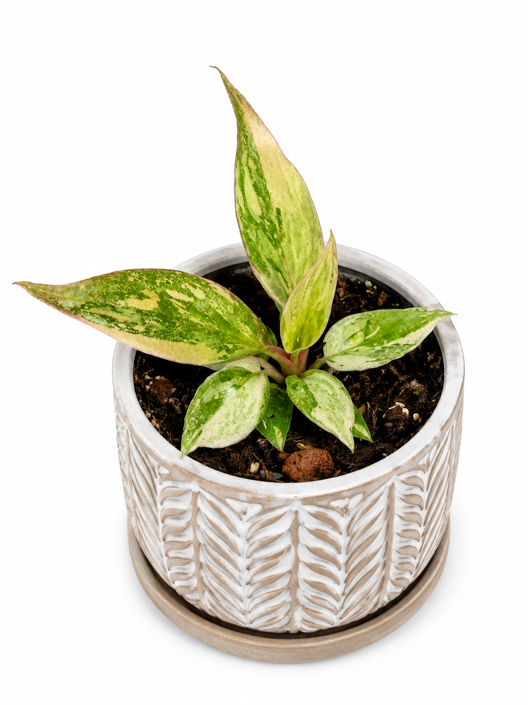 3" Philodendron Caramel Fire Tiger