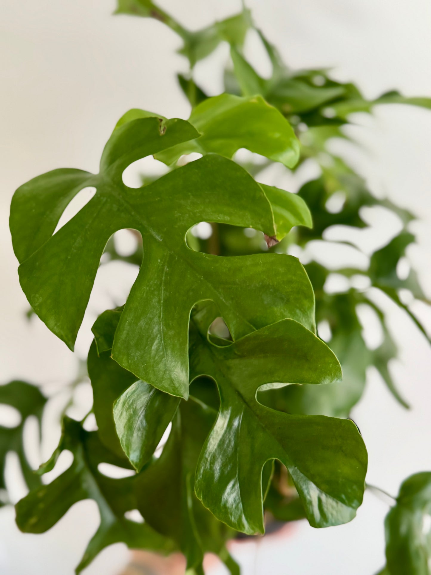 6" Rhaphidophora Tetrasperma 'Mini Monstera'