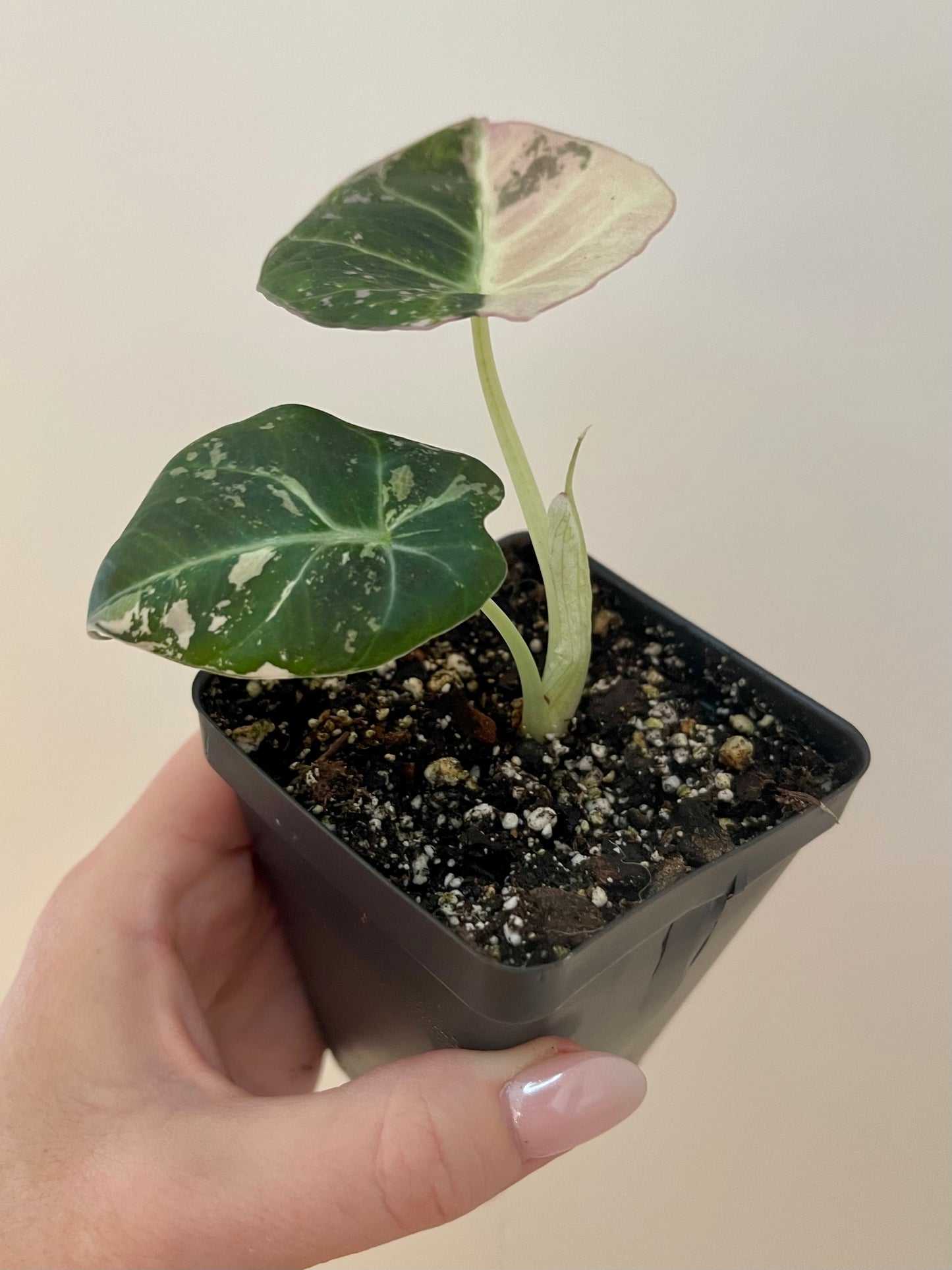 3” Alocasia ‘Black Velvet’ Pink Variegated