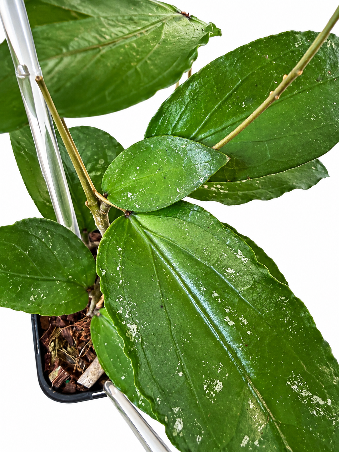 3” Hoya LP006 (H. Erythina x H. Caudata) on Trellis