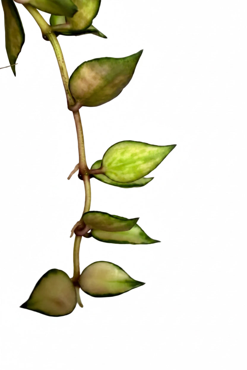 3” Hoya Lacunosa Variegated