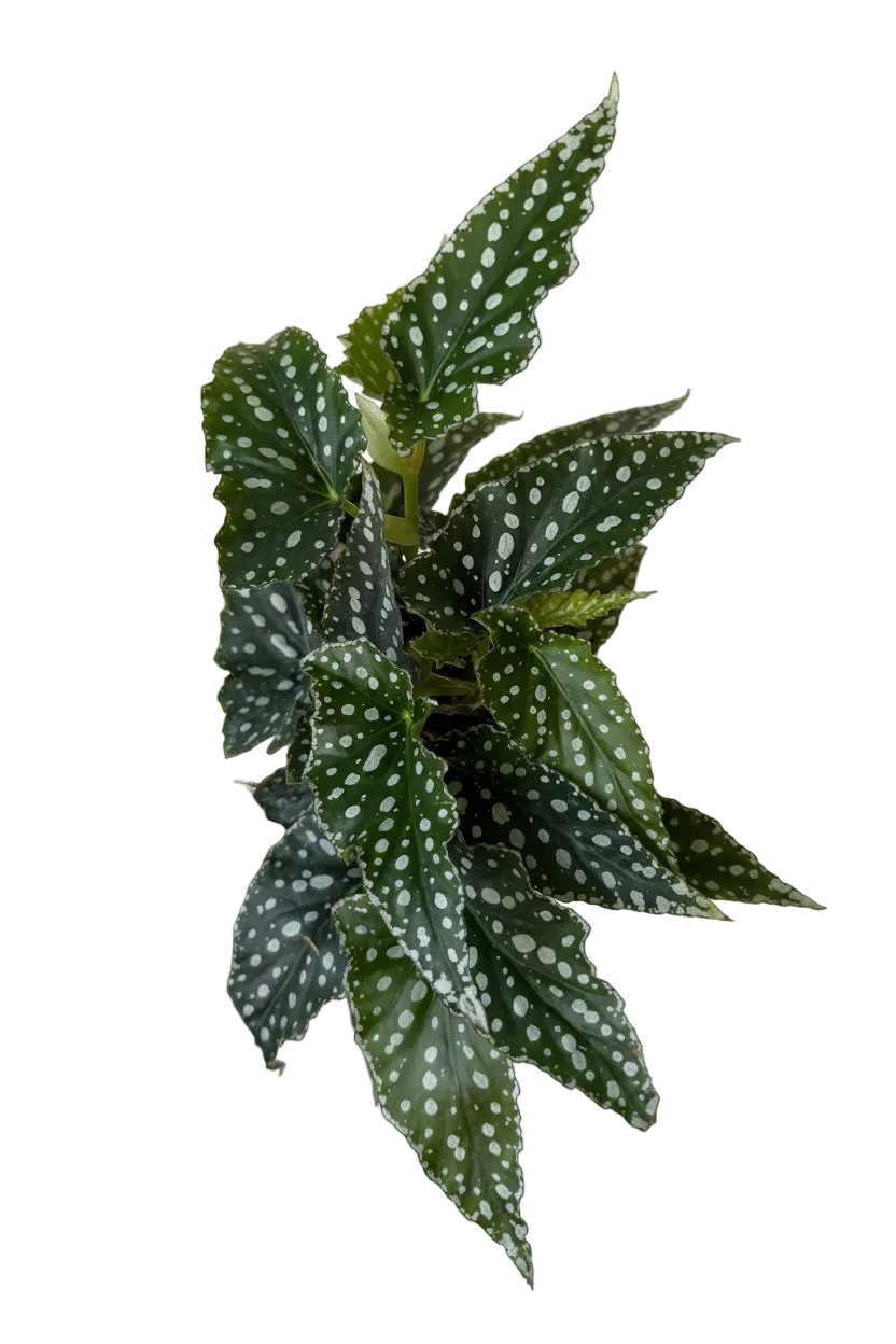 4.5” Begonia Spotlight Green