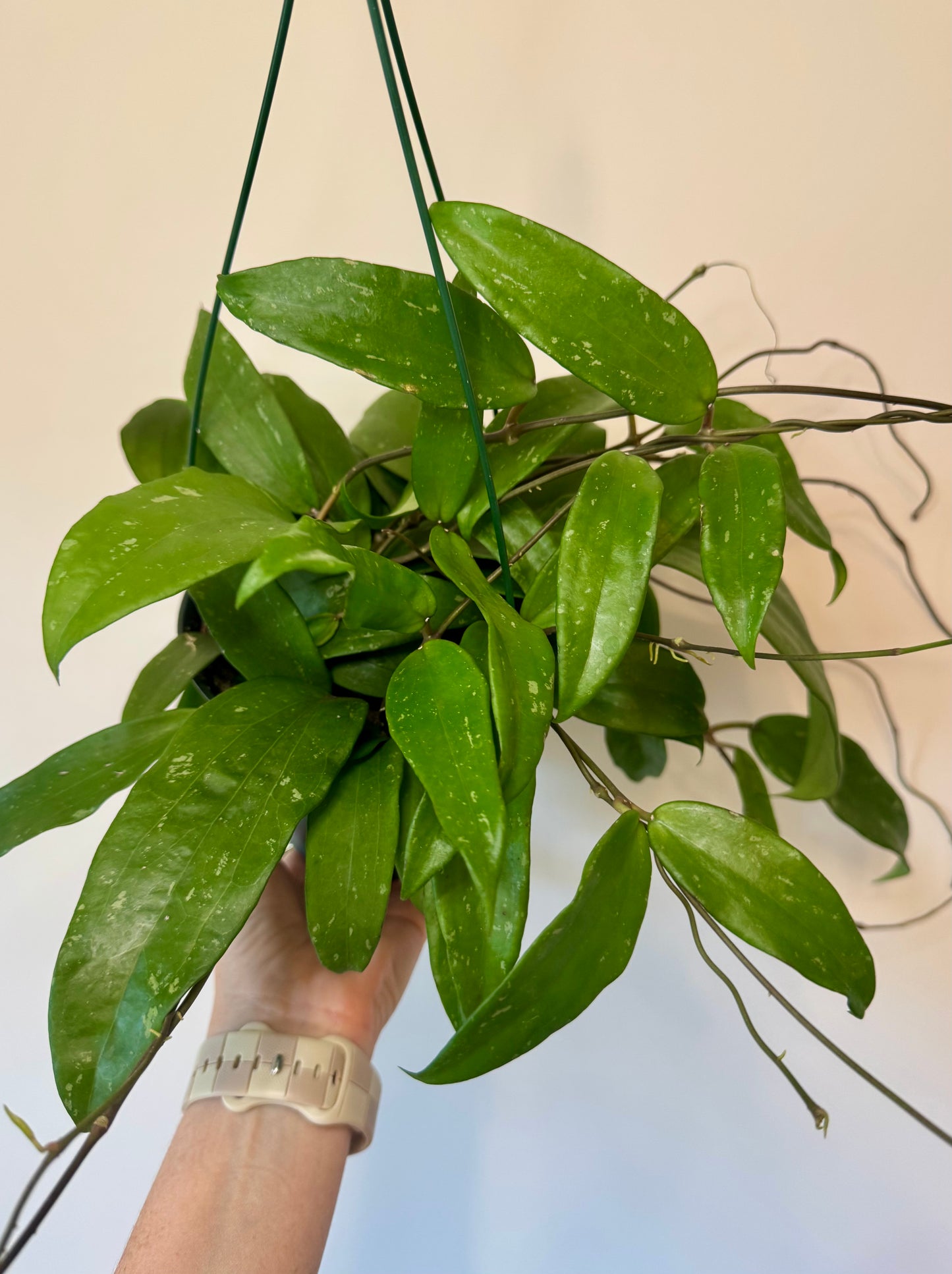 6” Hoya Rigida