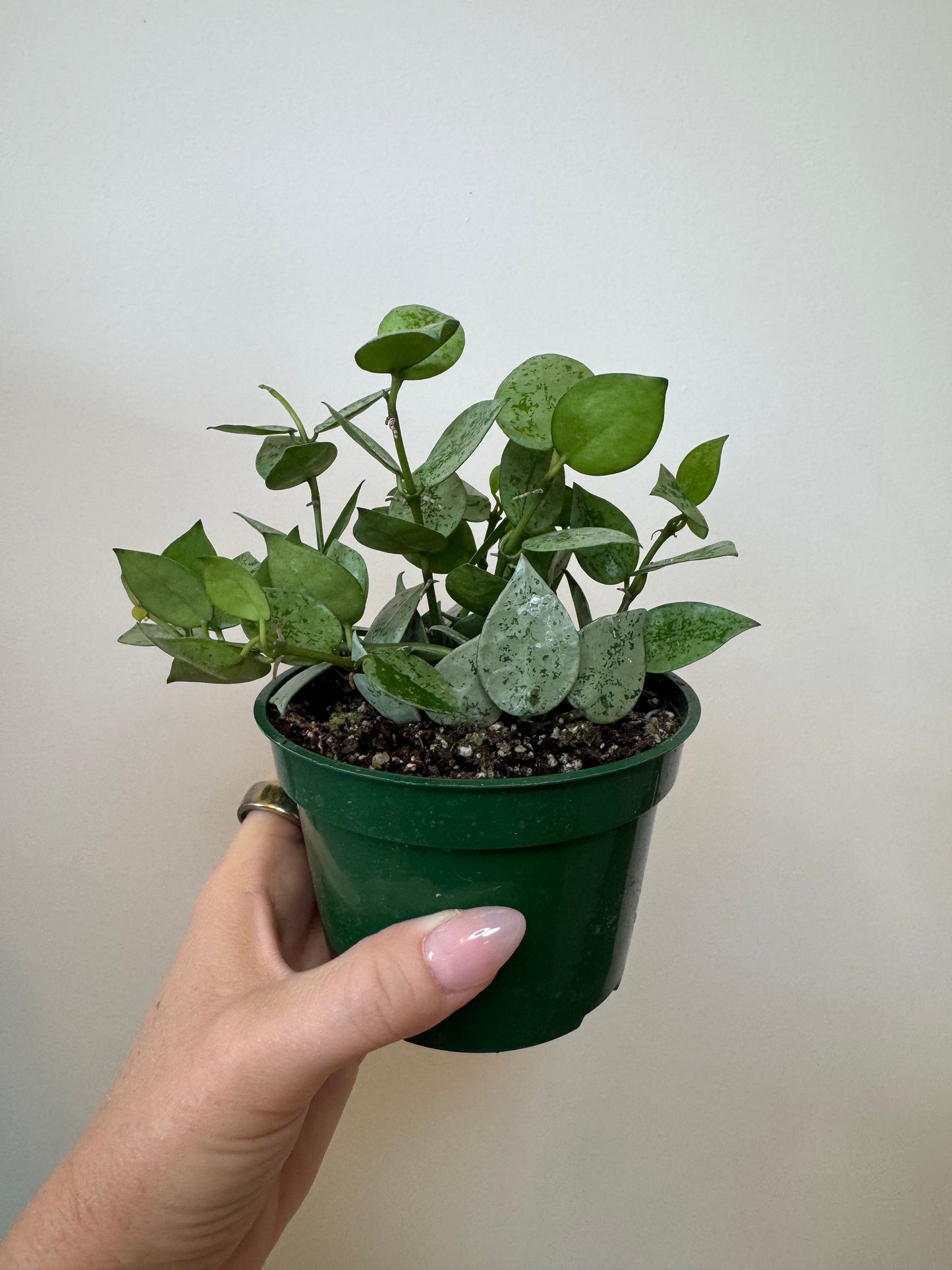 4" Hoya Krohniana Silver