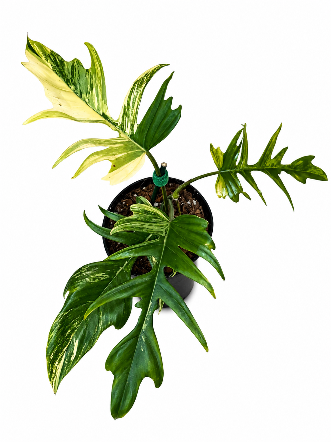 6" Philodendron Florida Beauty x Tortum