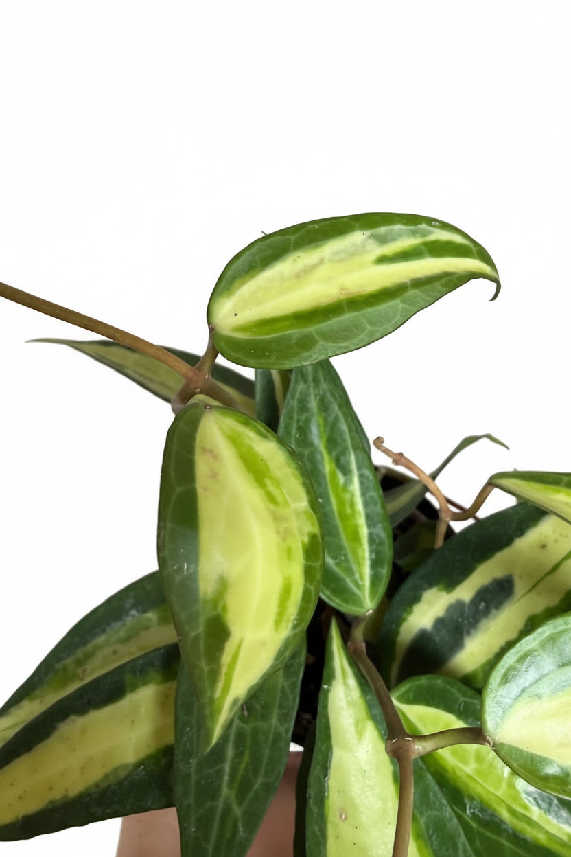 Variegated green and yellow leaves on a plain background