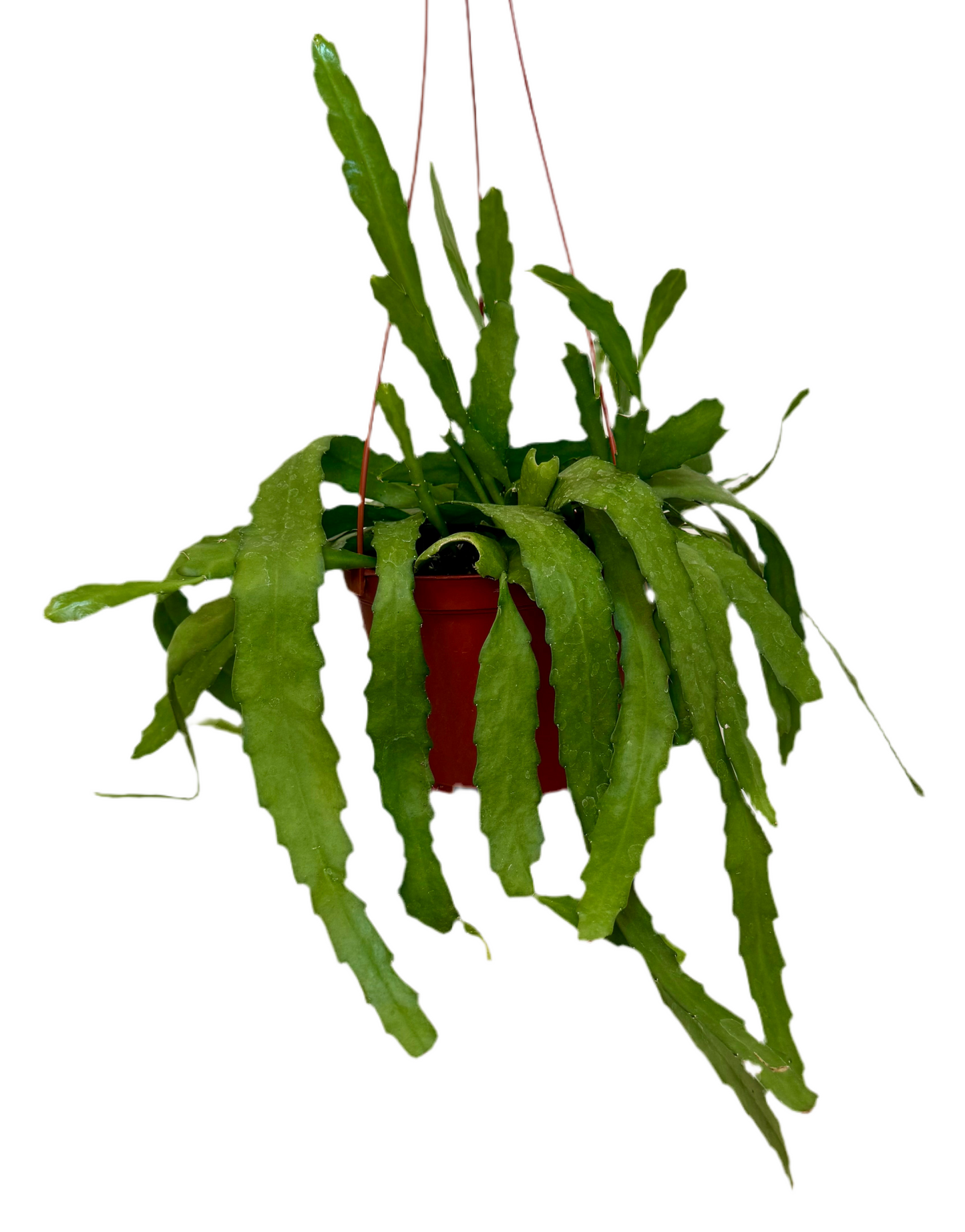 6" Epiphyllum Orchid Cactus Golden