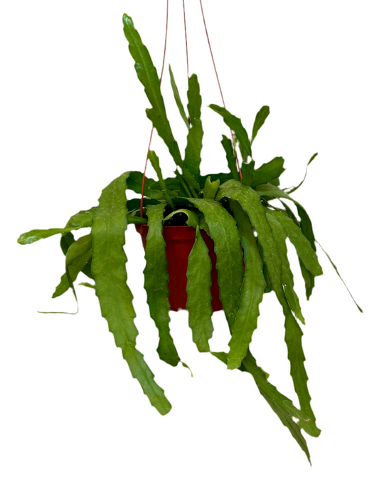 6" Epiphyllum Orchid Cactus Golden