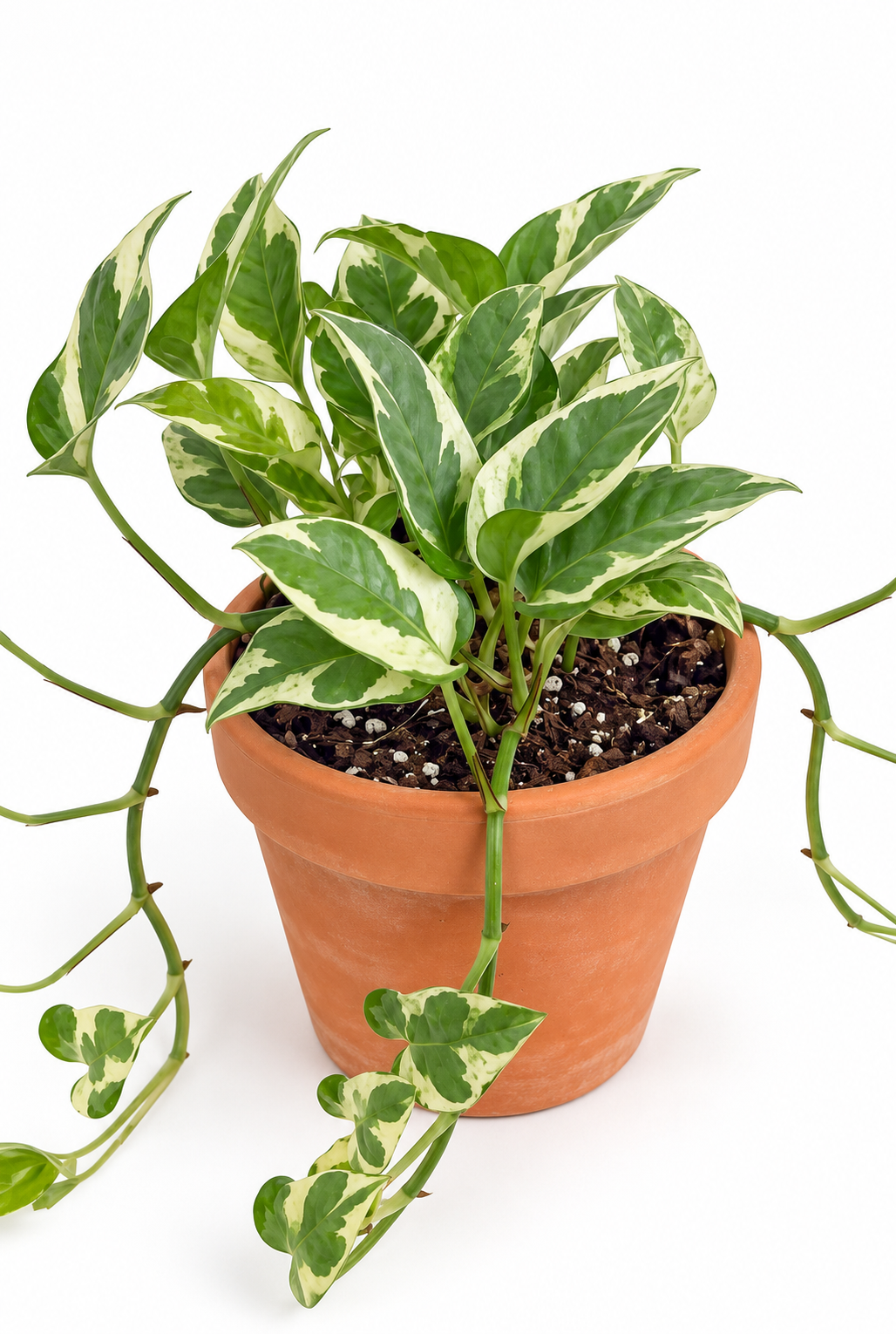 4” Pothos N'Joy