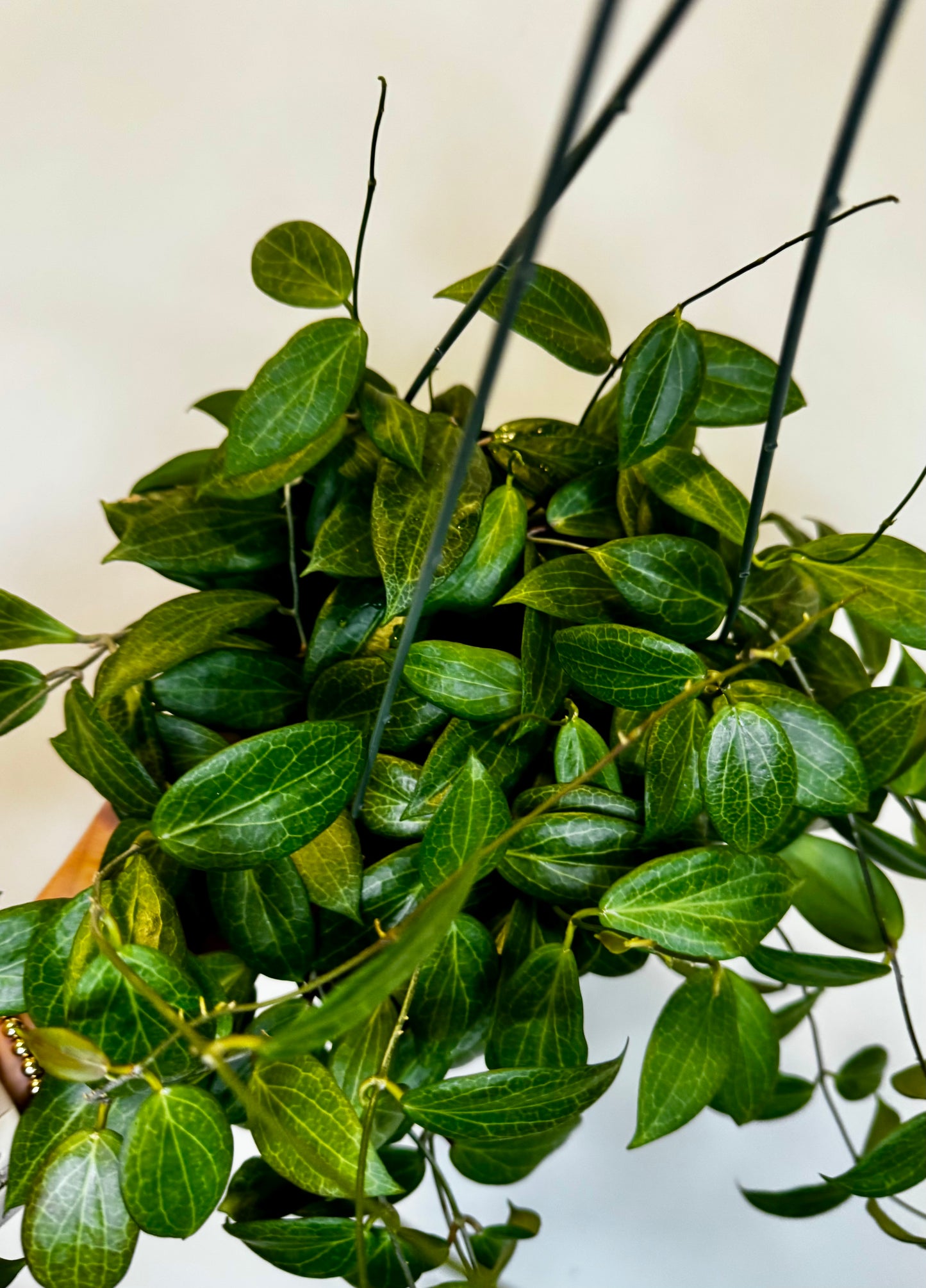 6" Hoya Fitchii