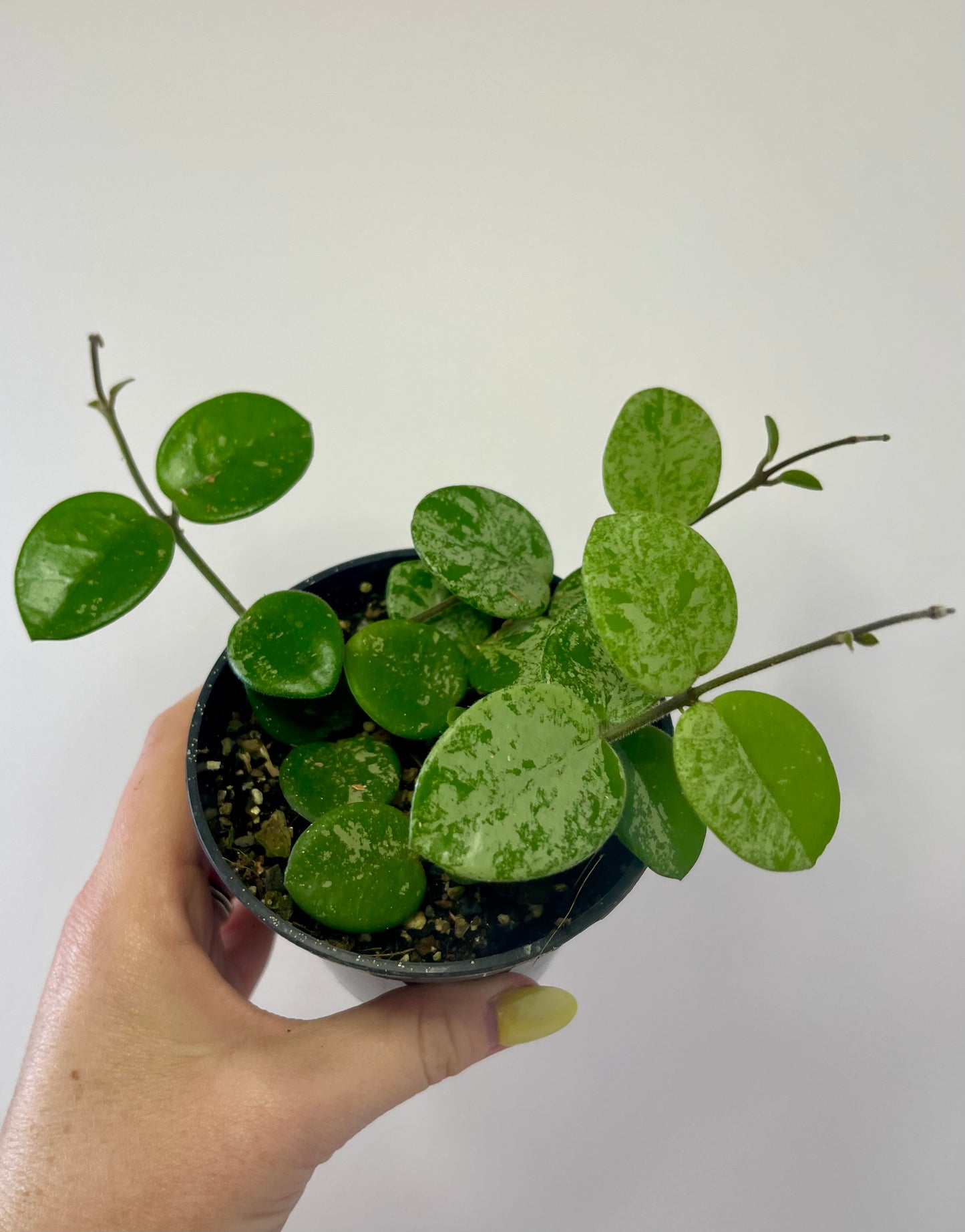 4" Hoya Mathilde Splash