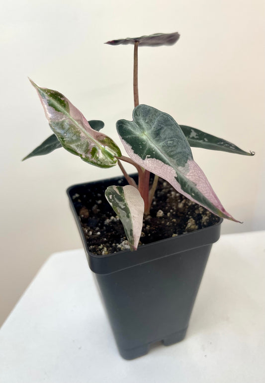 3” Alocasia Bambino Pink Variegated