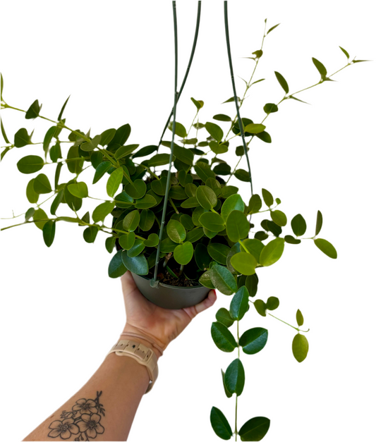 6” Hoya Cumingiana
