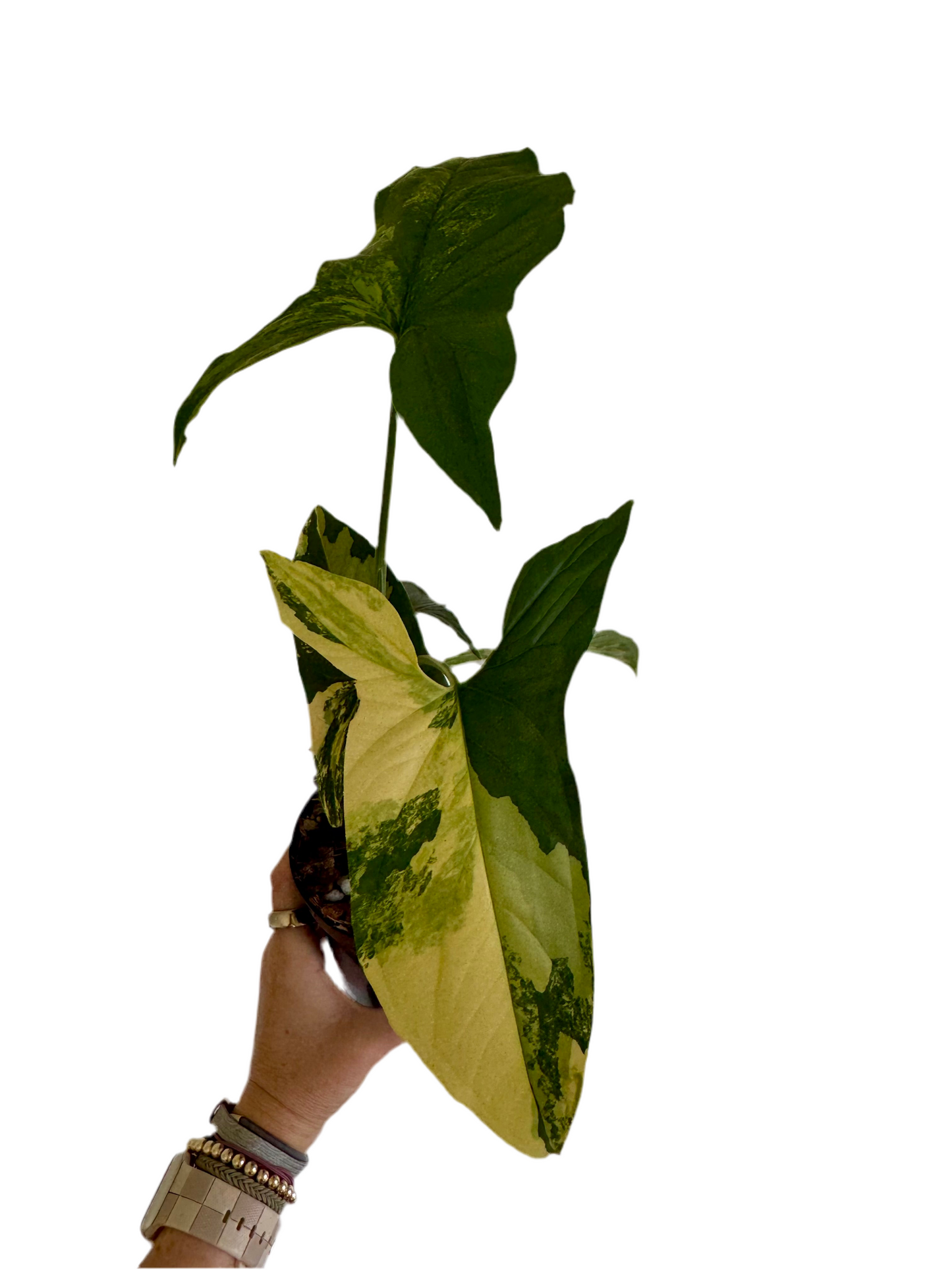 4" Syngonium Aurea