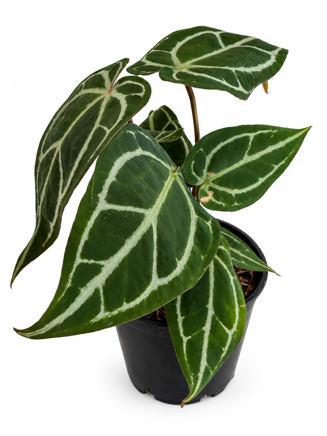 5" Anthurium Red Crystallinum