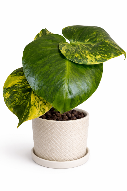 4" Monstera Deliciosa 'Yellow Marilyn'