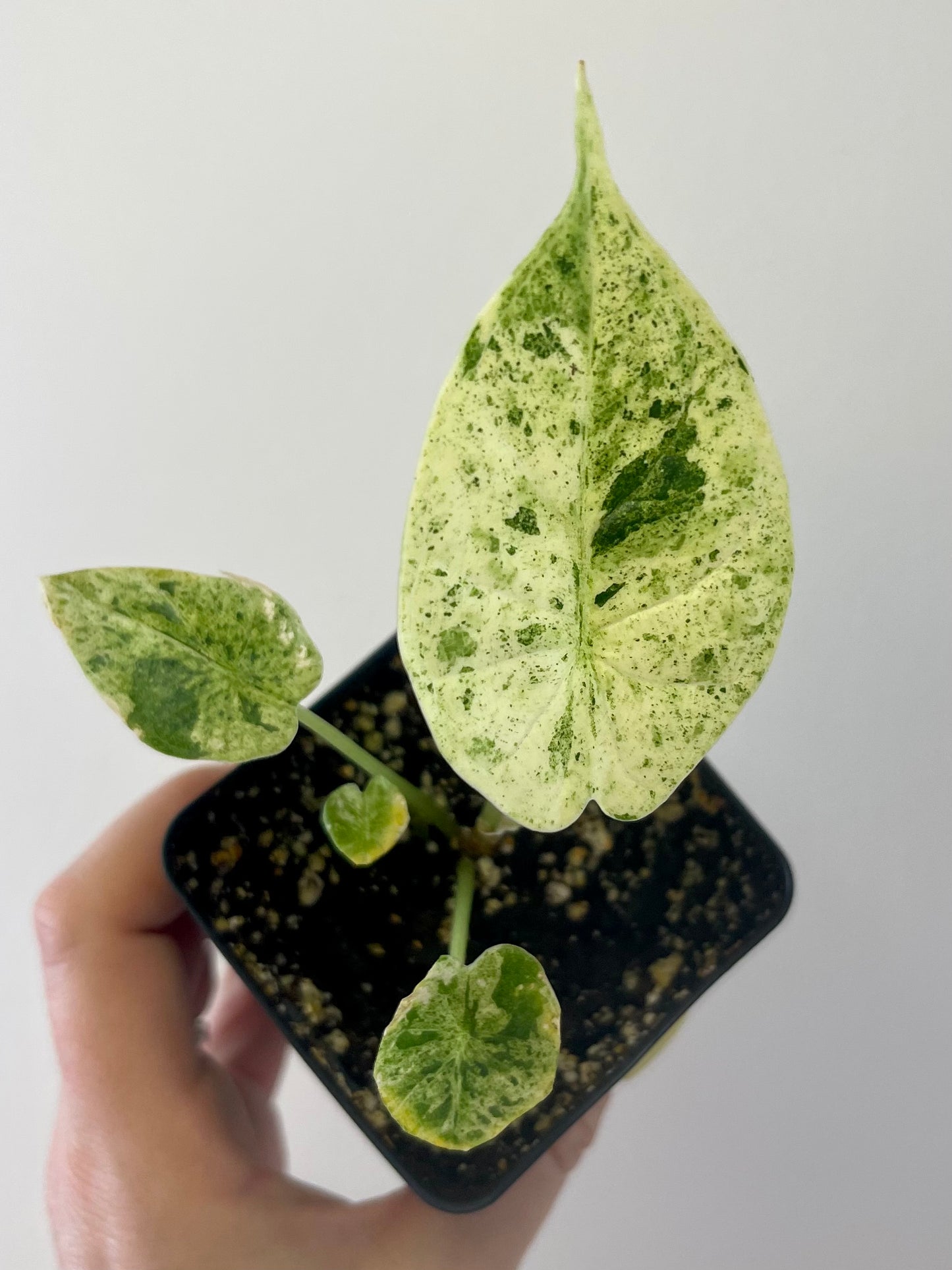 4” Alocasia Dragon Scale Mint Variegated