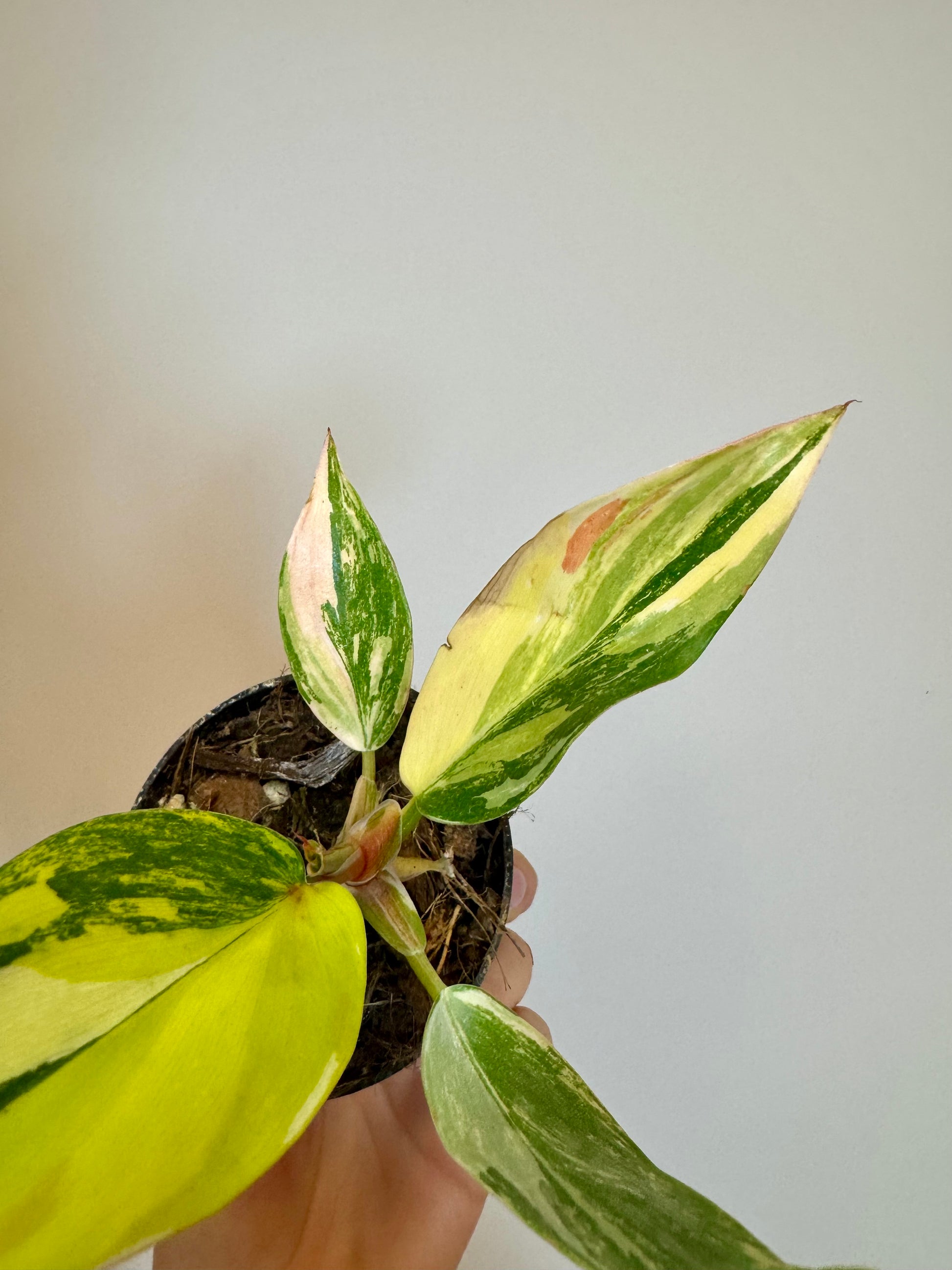 tri color plant philodendron 3" Philodendron White Knight Tricolor – Thesimplyrootedmama