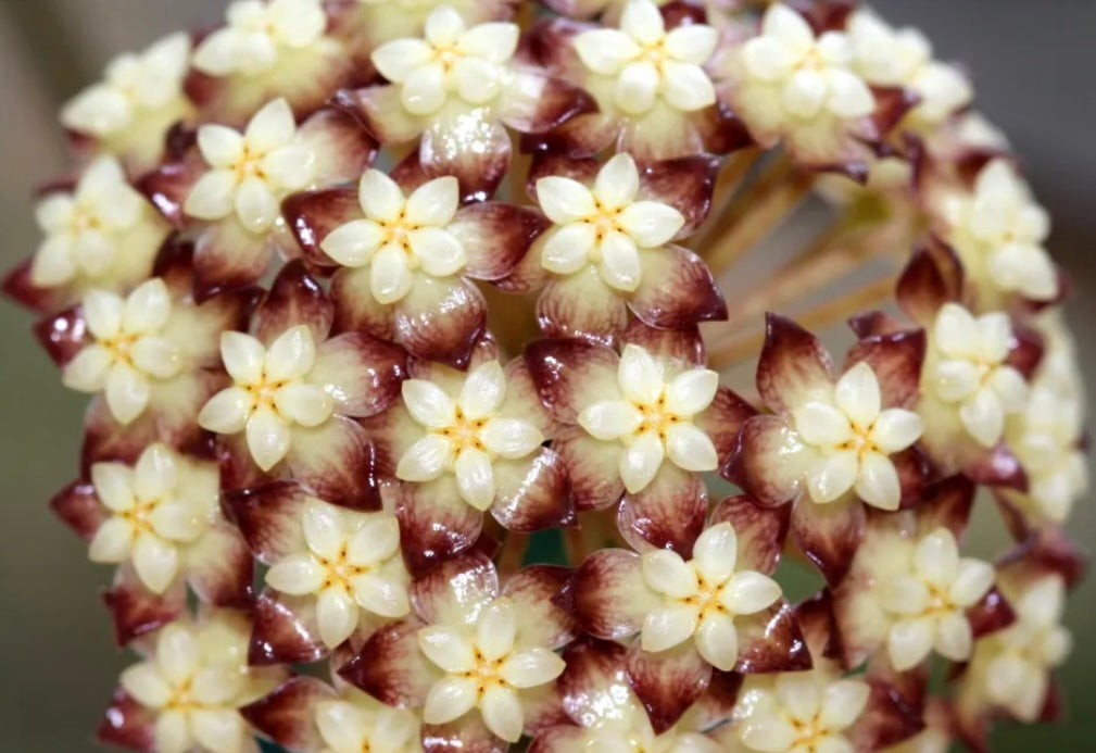 4” Hoya Clemensiorum