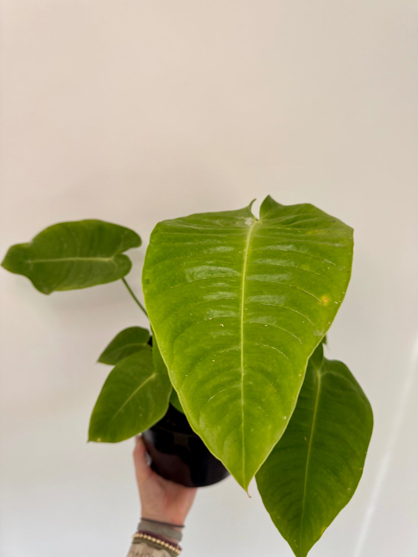 8" Anthurium Veitchii 'King' (Extra Mature Size)