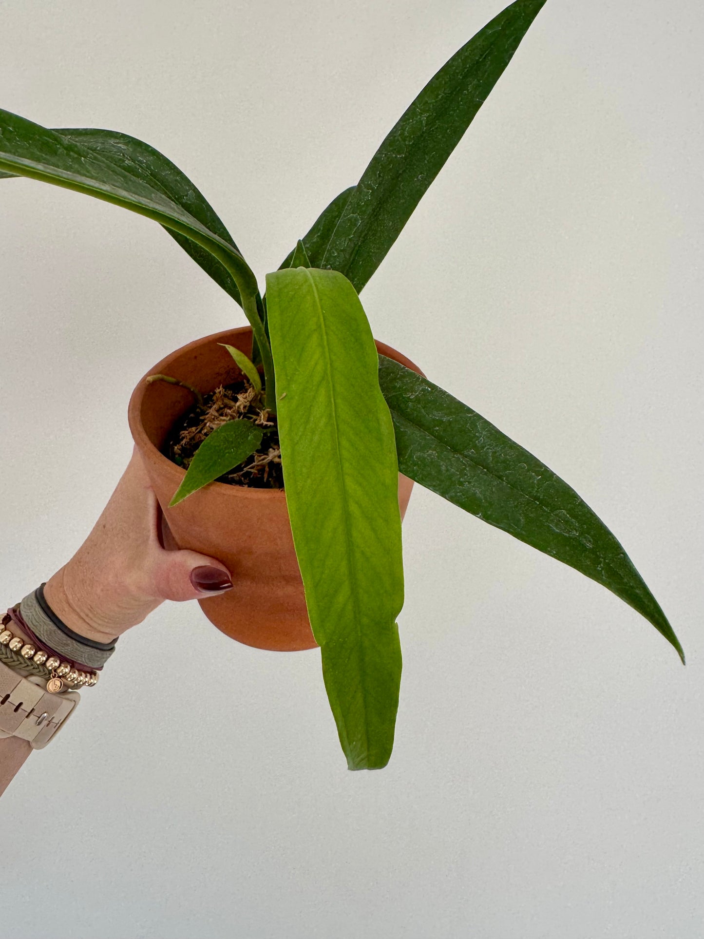 4" Anthurium Bakeri