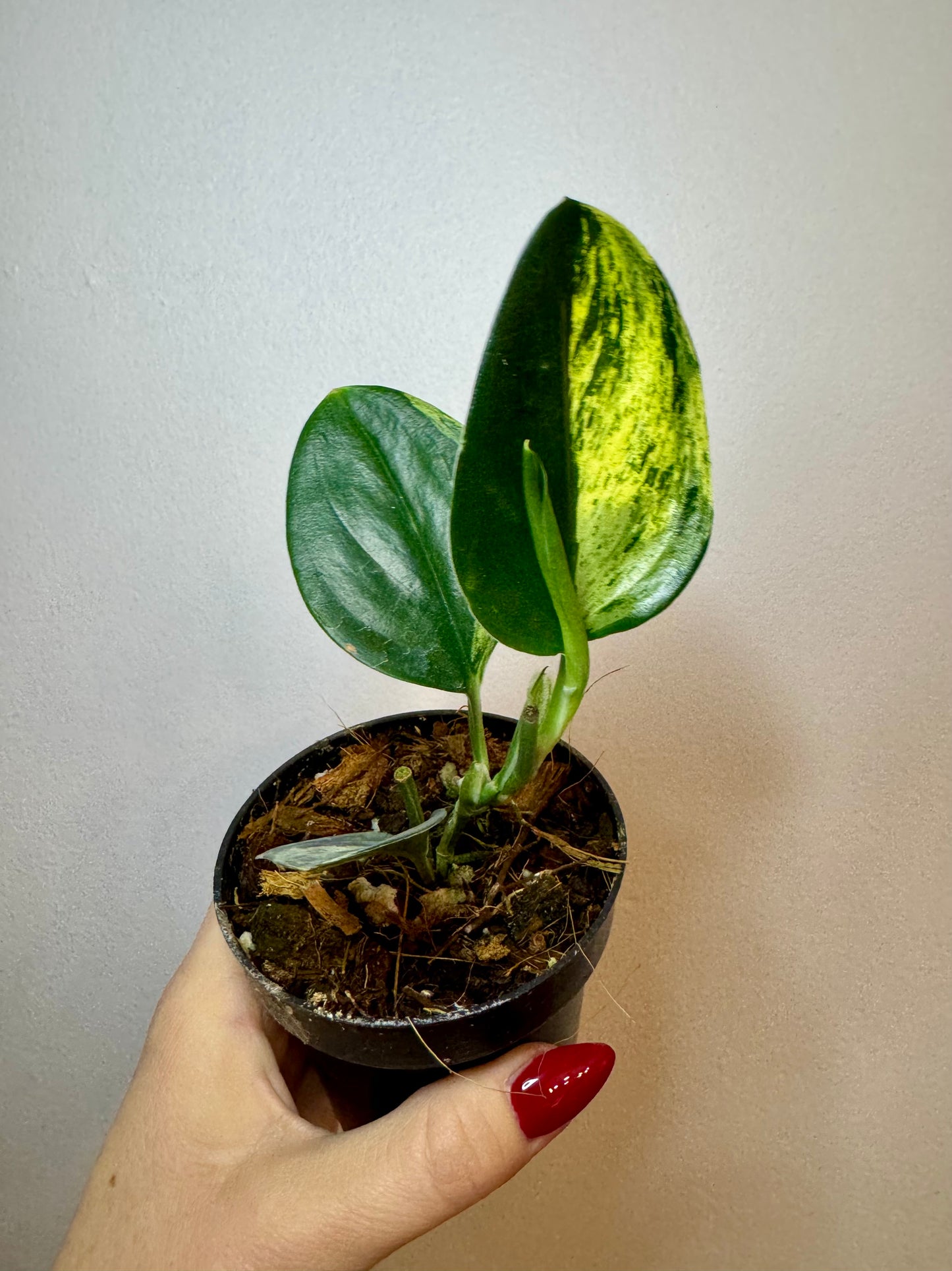 3" Scindapsus Treubii 'Dark Form' Variegated