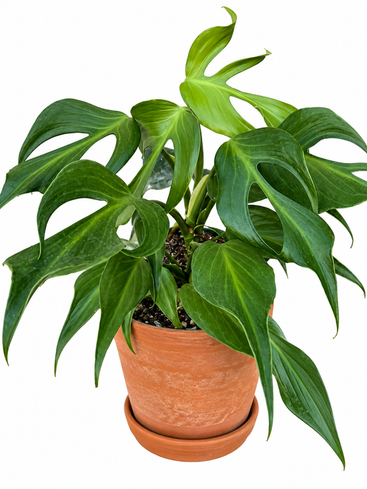 8” Monstera Burle Marx Flame XL (with fenestrations)