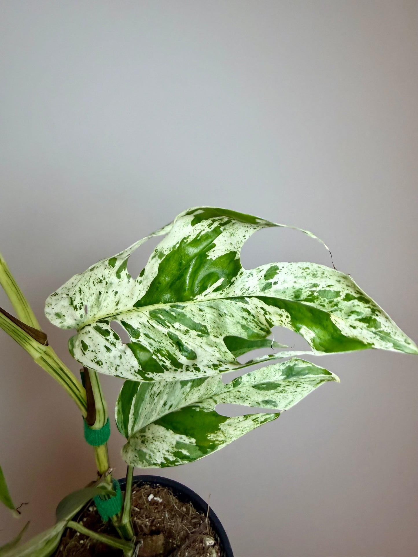 4” Epipremnum Pinnatum Marble