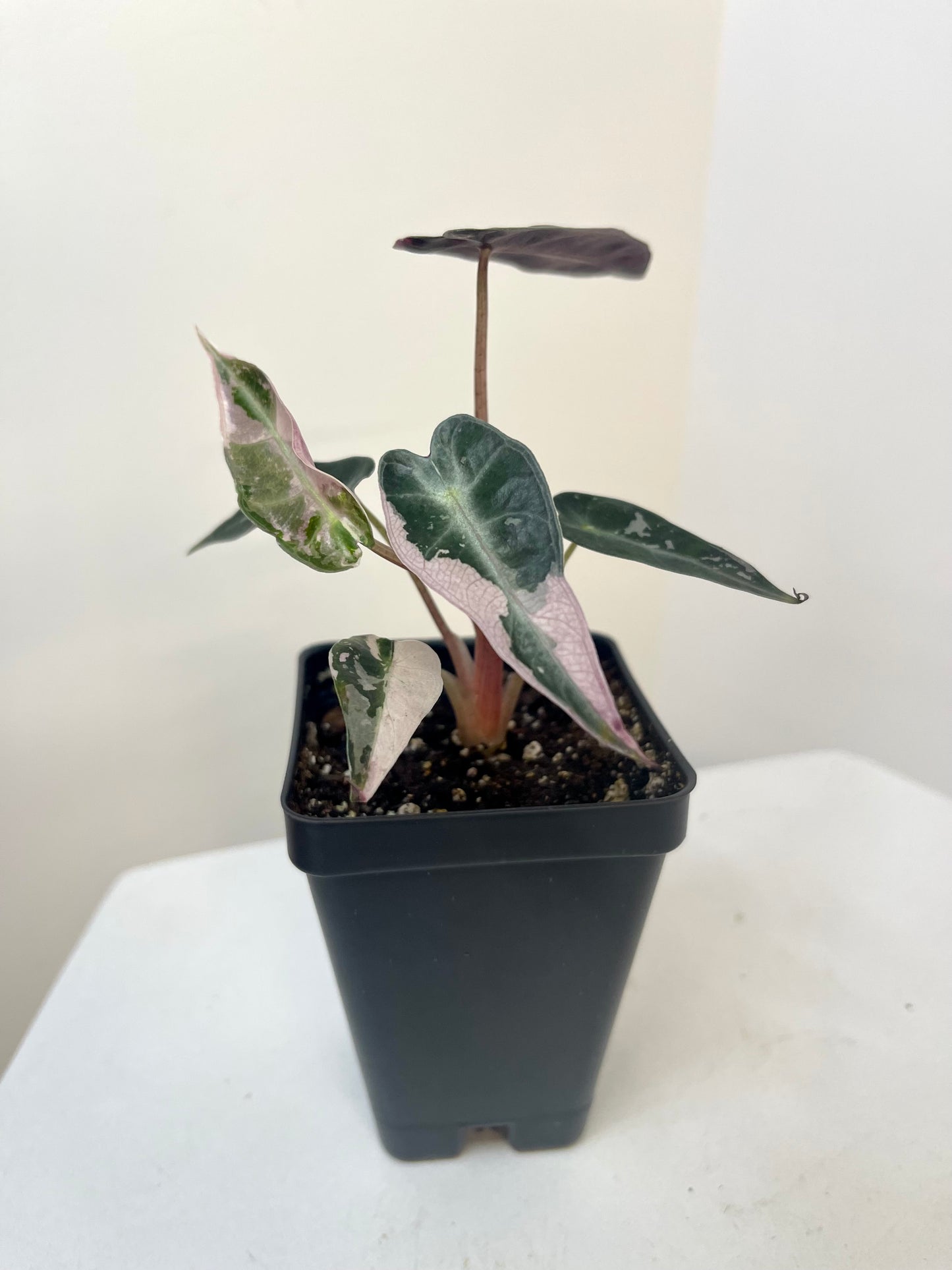 3” Alocasia Bambino Pink Variegated