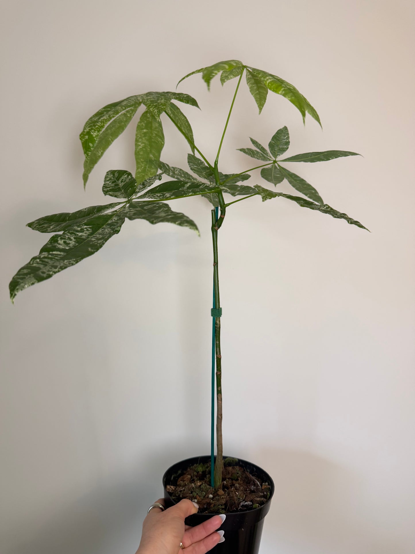 6” Money Tree Variegated