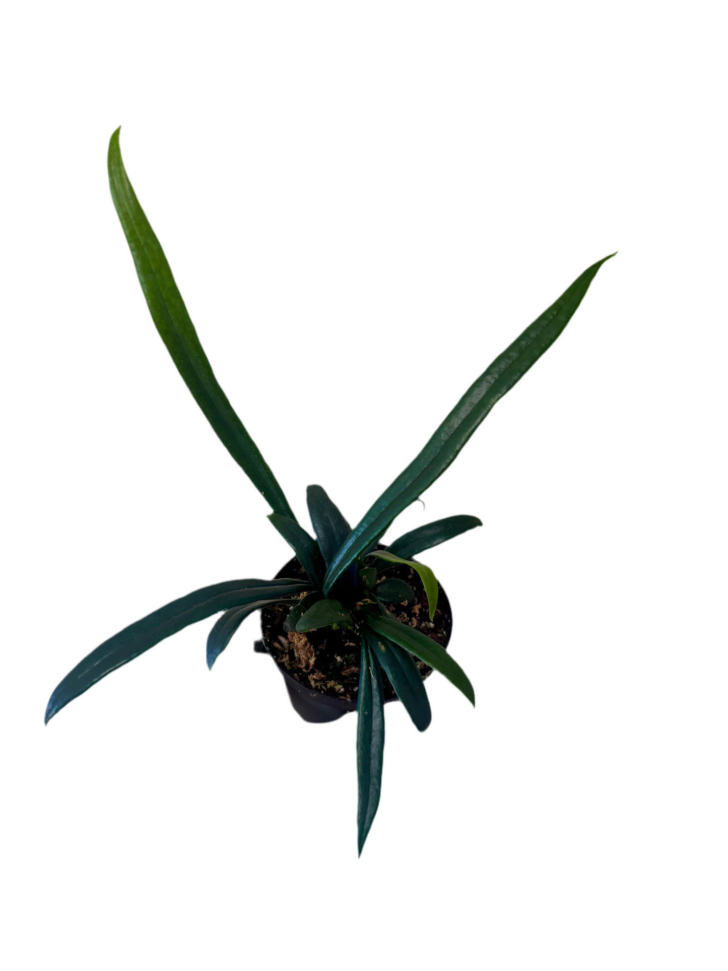 3” Microsorum thailandicum 'Blue Oil Fern' | Pet safe houseplant