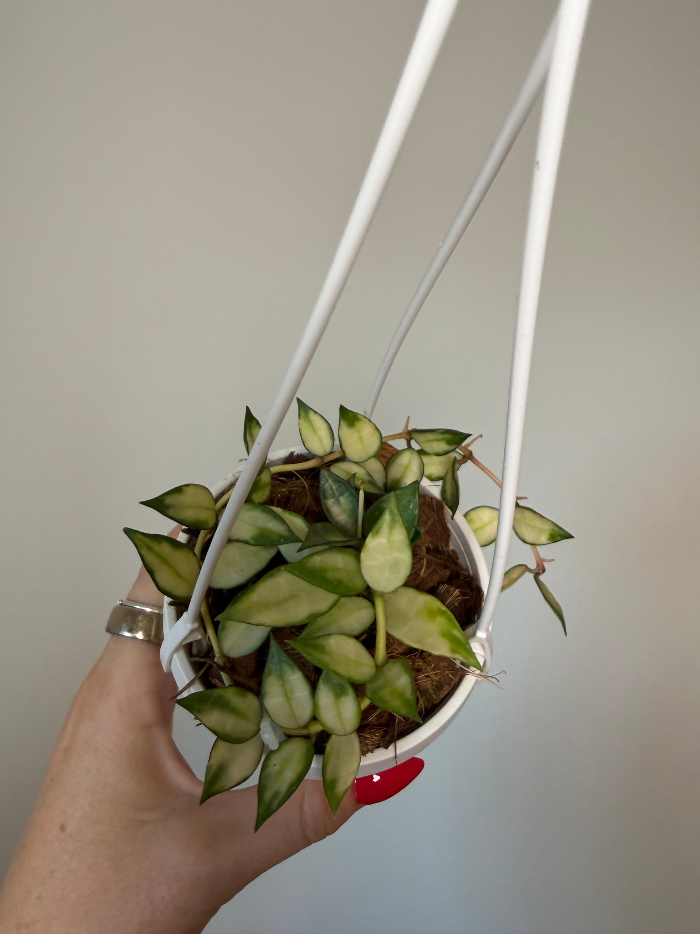 3” Hoya Lacunosa Variegated