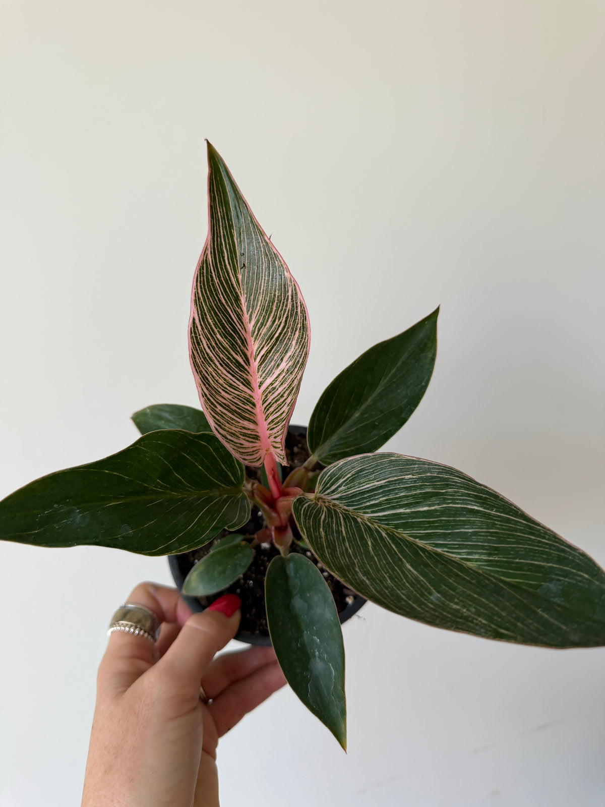3” Philodendron Pink Birkin