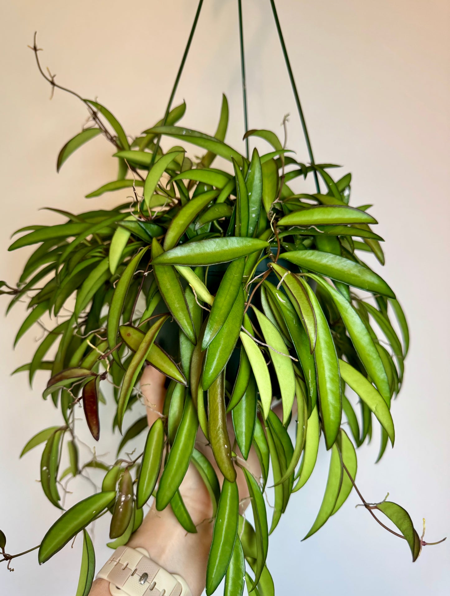 6” Hoya Wayetti; pet safe indoor houseplant
